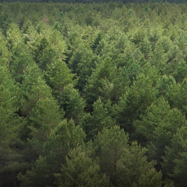 Архангельский лес