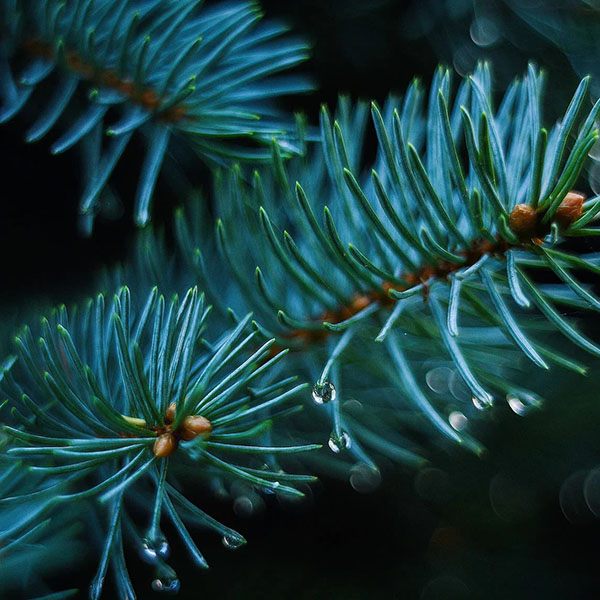 Пиломатериалы из сосны 